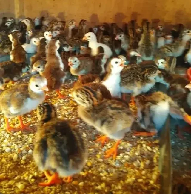 Les petits poussins