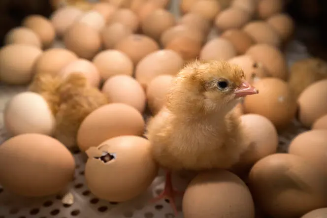Un poussion dans les oeufs