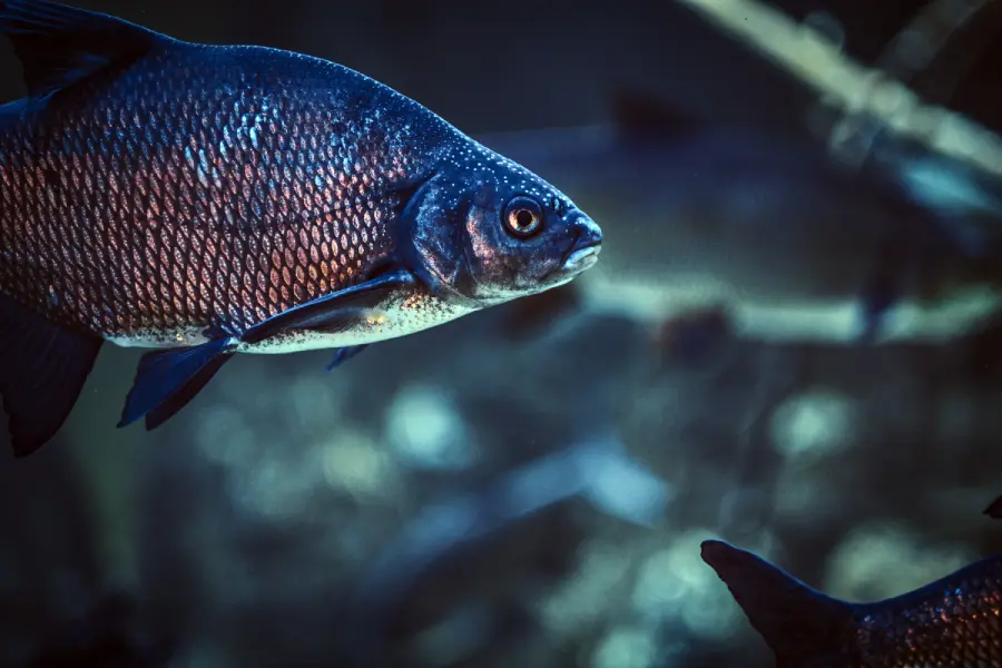 poissons